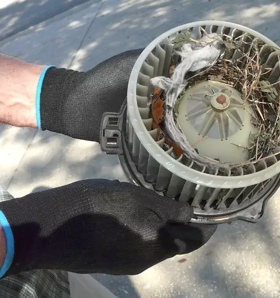 About Air Duct Mice Removal in New Smyrna Beach, FL